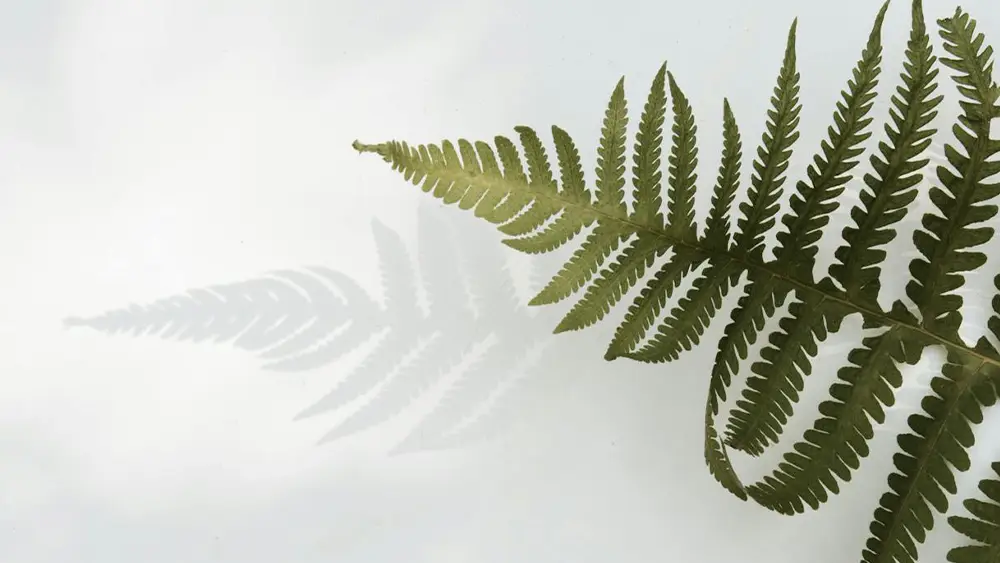 Green Design 64